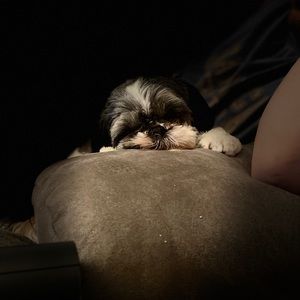 Meet your Posher, Jocelynn